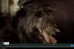 SF Irish Film Video Promo image